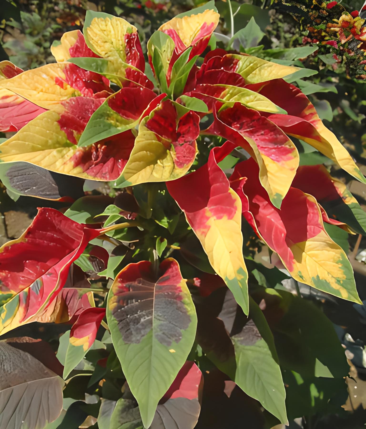 雁来红:秋季变色魔法师,斑斓叶色点亮你的花园