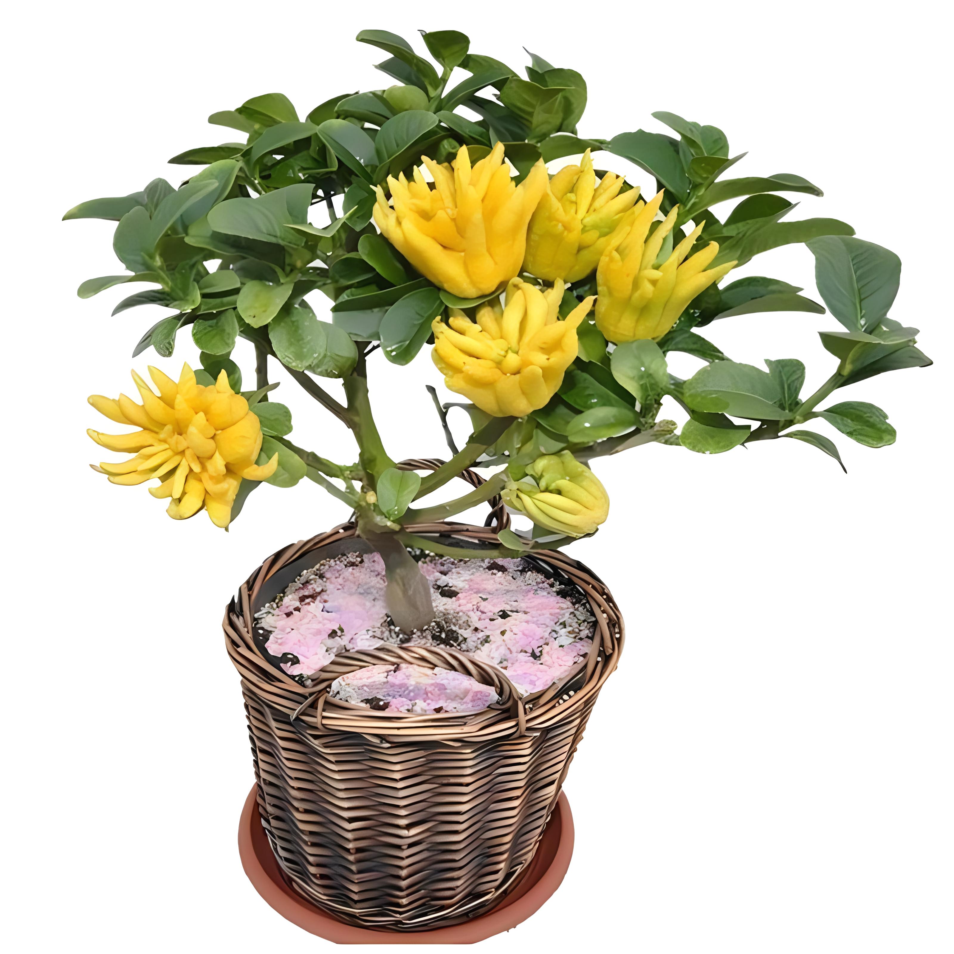 盆栽佛手怎么浇水?季节,环境,盆大小,养佛手浇水全攻略在此!