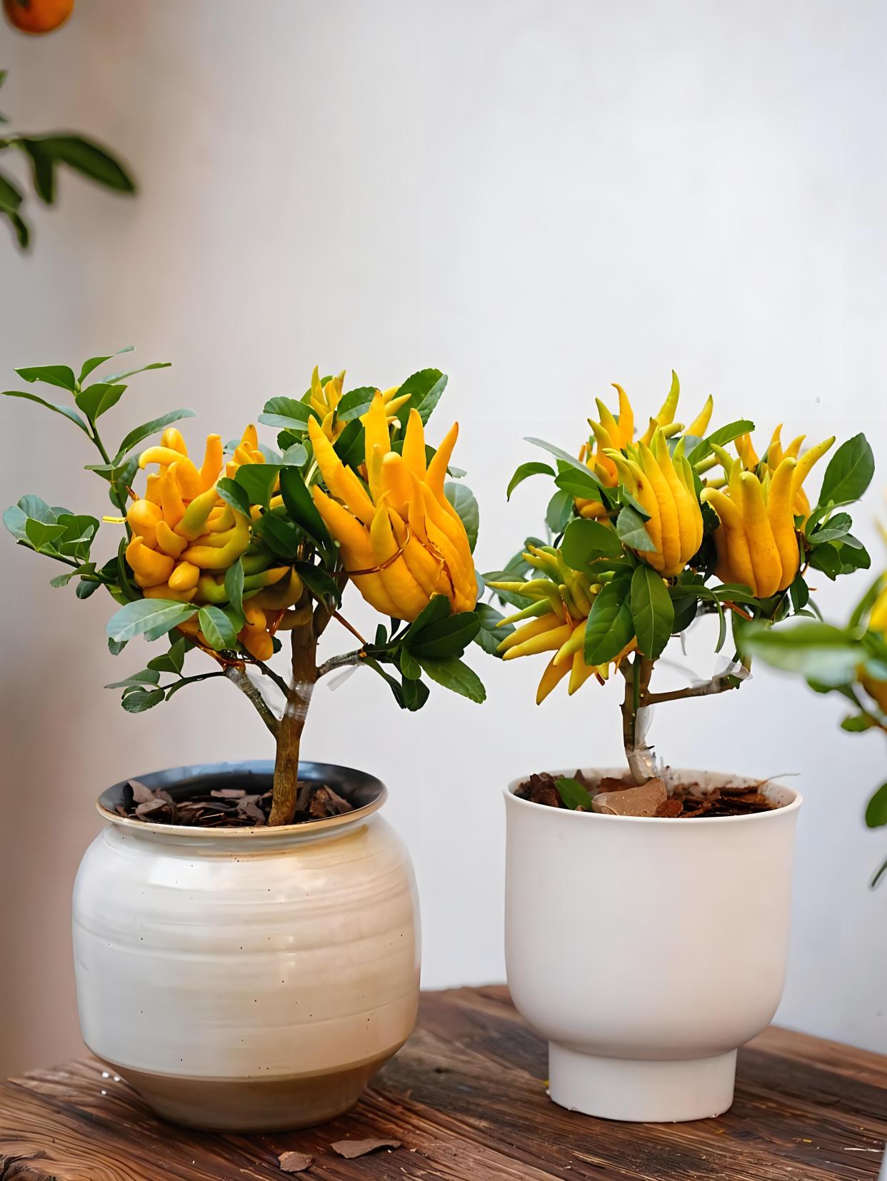 在那么多盆栽中,你为什么偏偏选择养盆栽佛手柑?