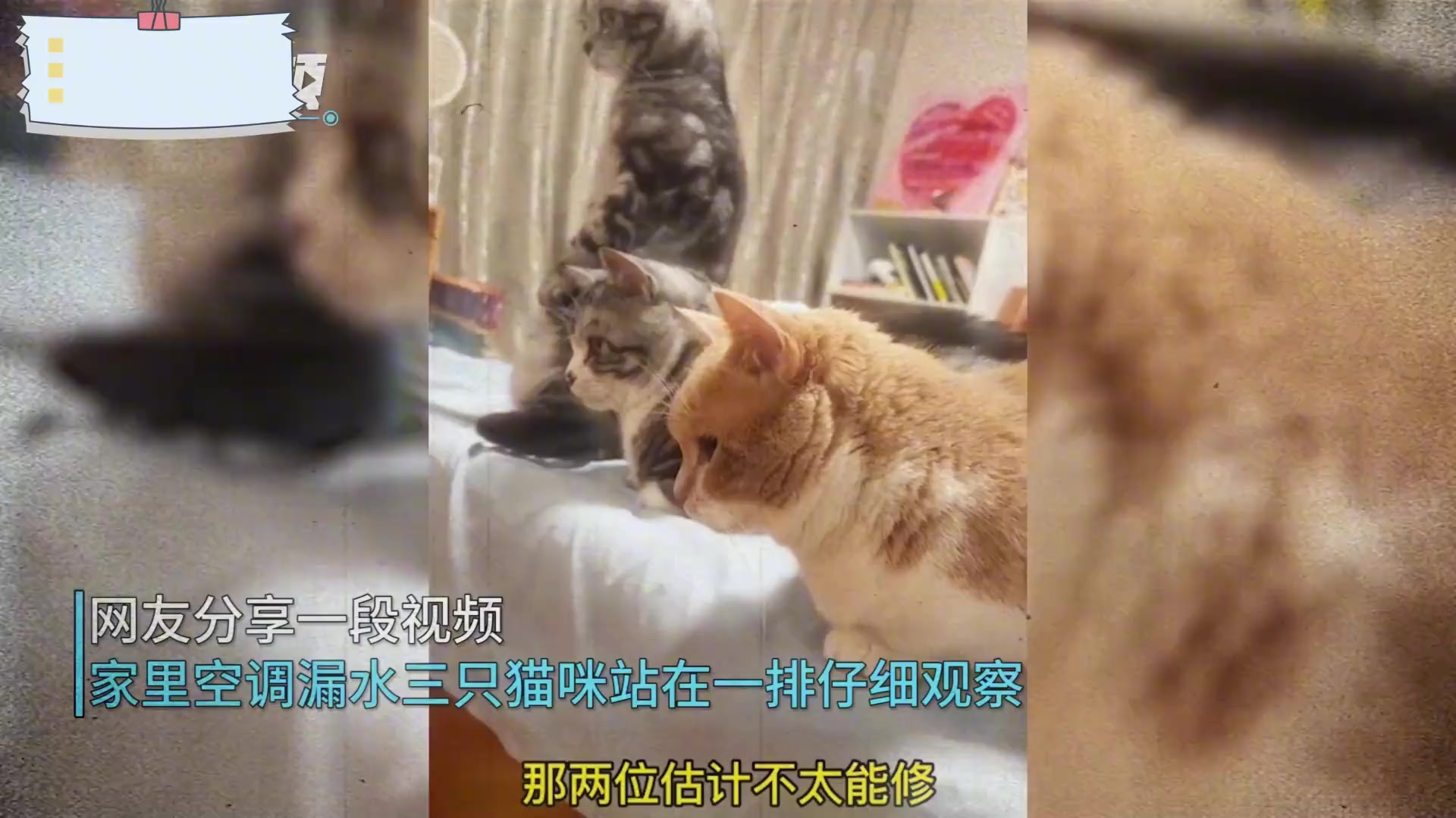 女子家中空调漏水三只猫咪好奇围观,网友:你们是会修还是咋的