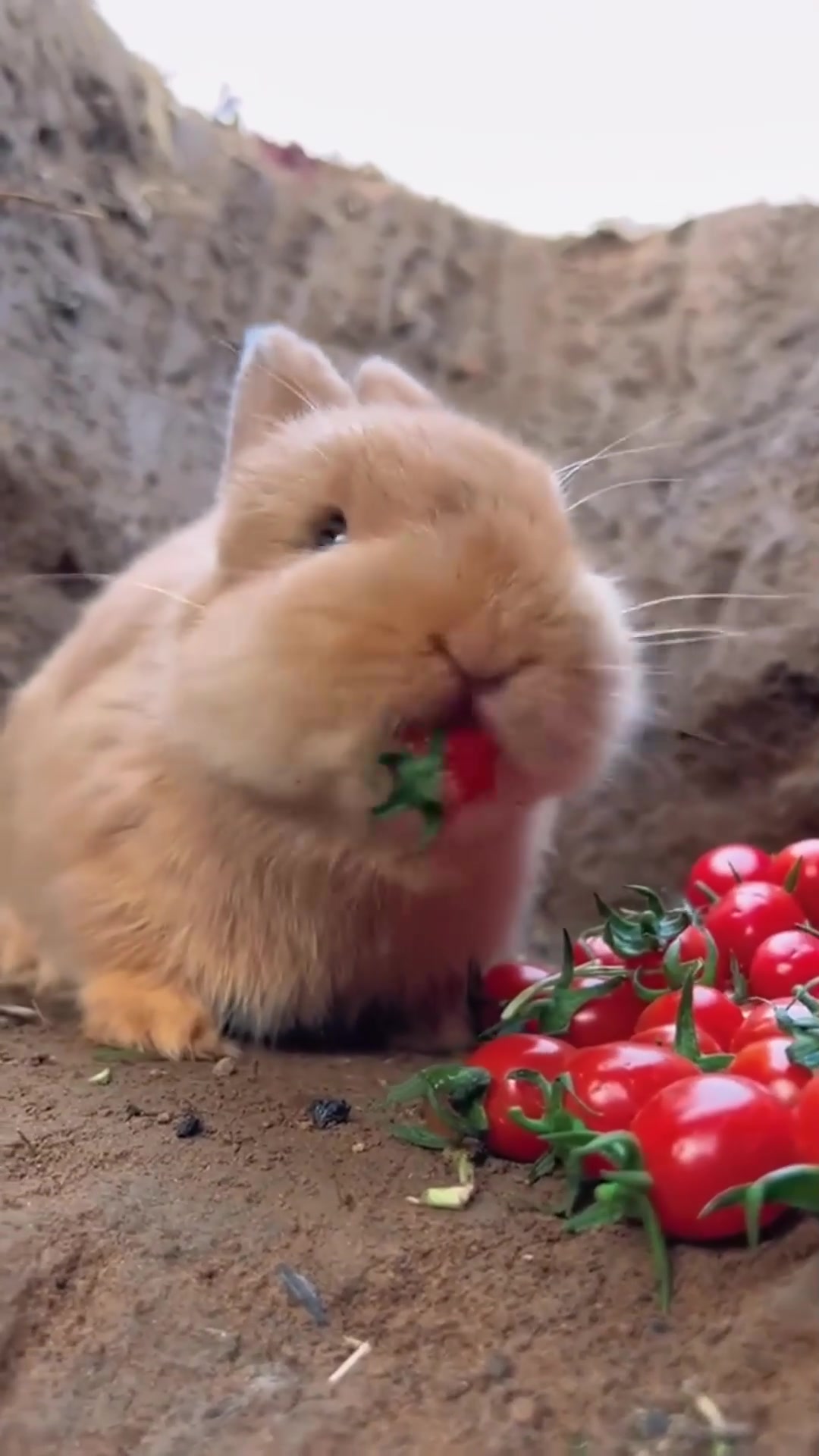 盘点宠物的搞笑瞬间,小兔子吃番茄,把嘴巴都染红了