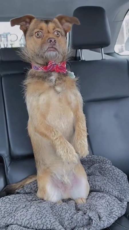 盘点狗狗离谱的表情八卦的狗子肯定是不会错过这个精彩的