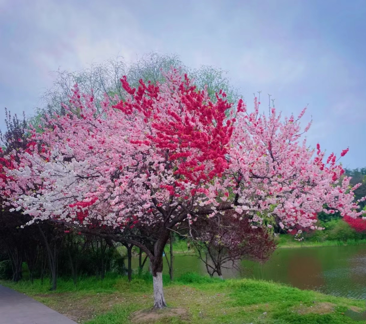 扬州一棵桃花因一树四色走红