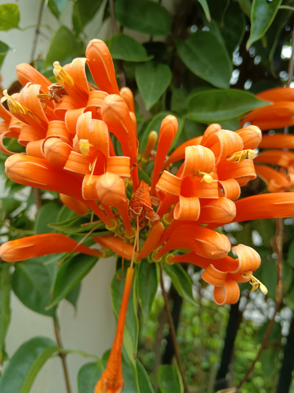 炮仗花,又称为鞭炮花或黄鳝藤,是一种形态独特的常绿藤属植物.