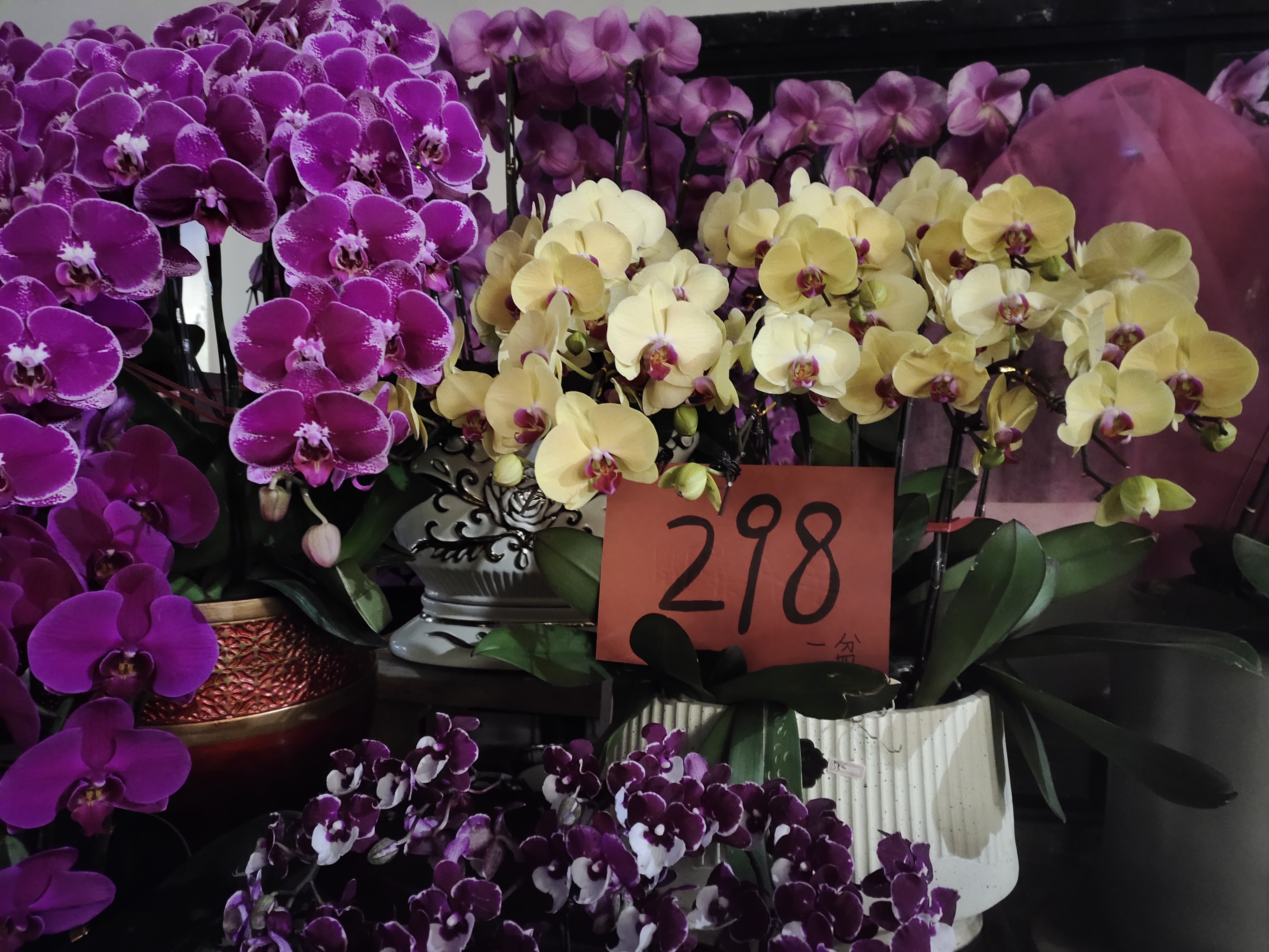 记录分享荷兰花卉小镇元宵节赏花照片