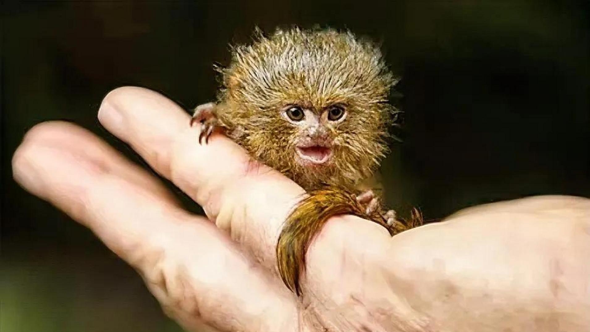 侏儒狨猴:雨林中的微小巨人