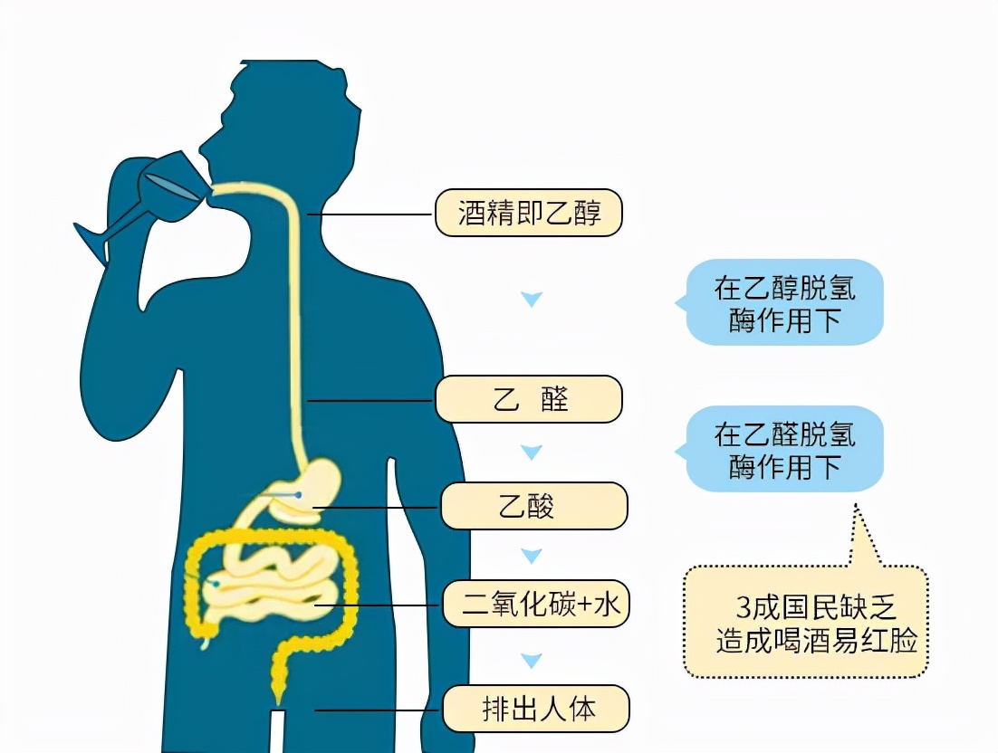 长期晚上喝一两白酒,身体会怎么样呢?