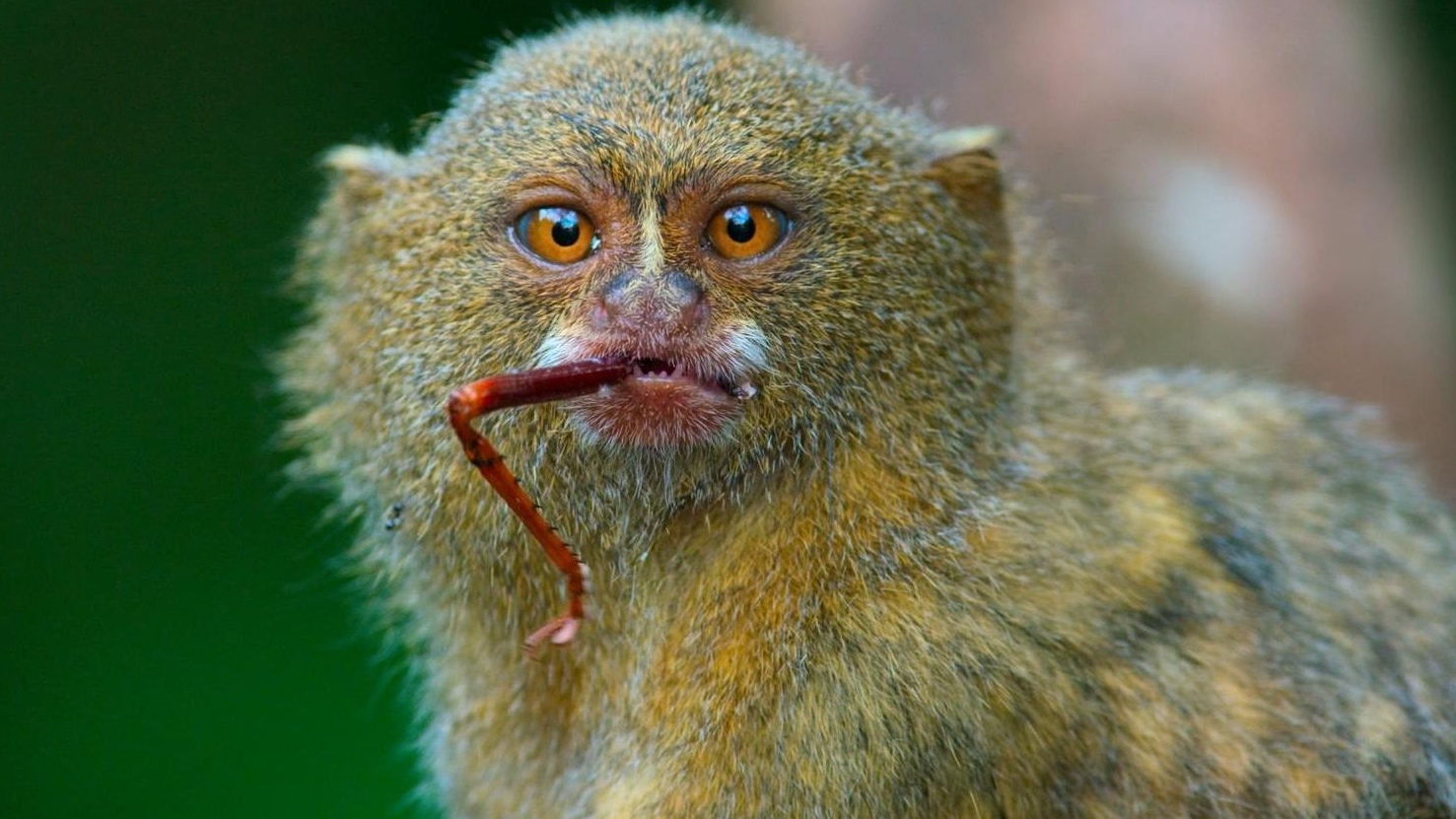 侏儒狨猴:雨林中的微小巨人