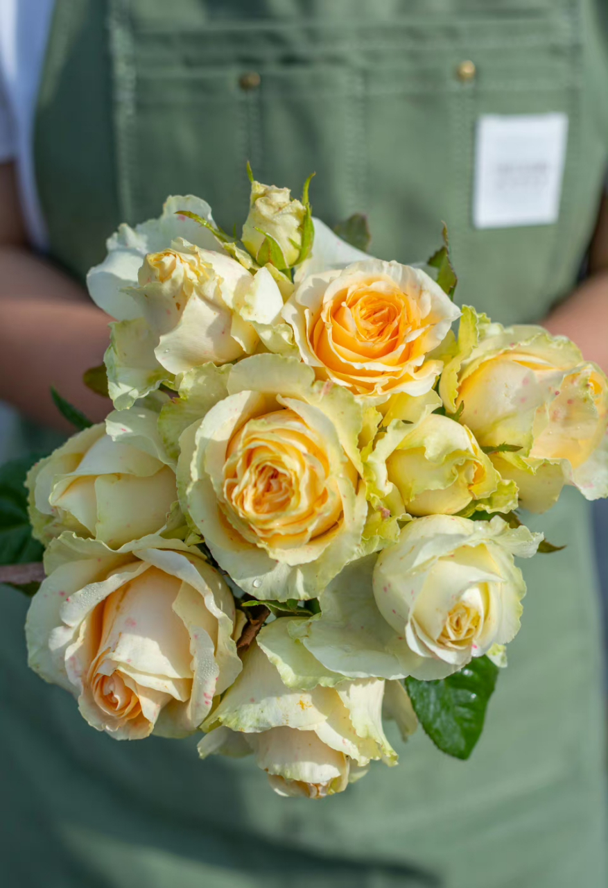经常会用香槟玫瑰,它又叫蜜桃雪山.