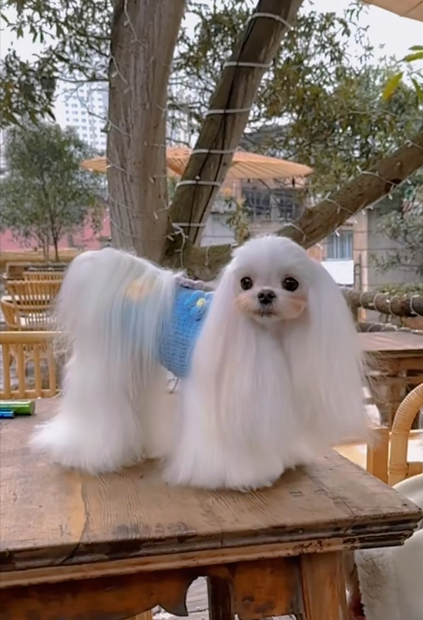 第一次看见长那么漂亮的狗狗没有之一