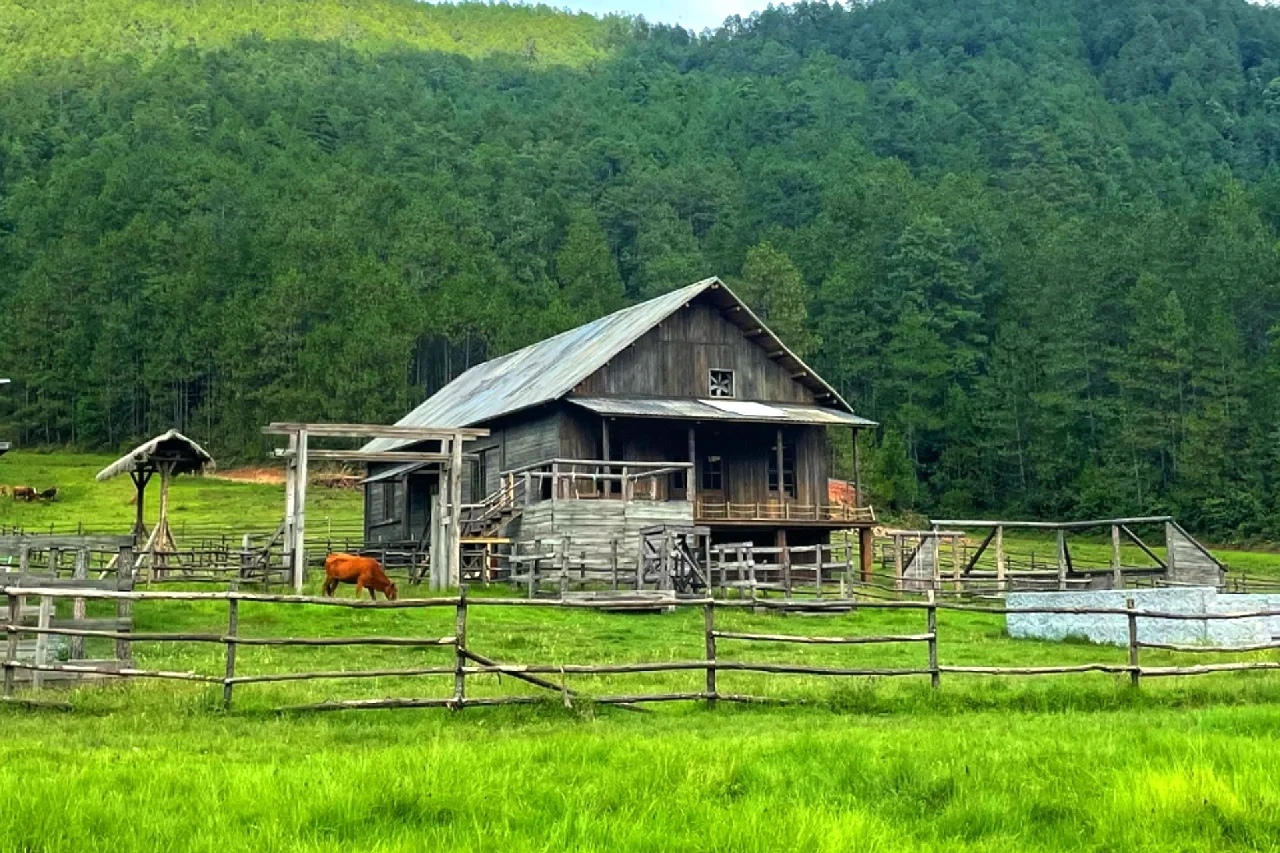 高山草甸美景图片图片