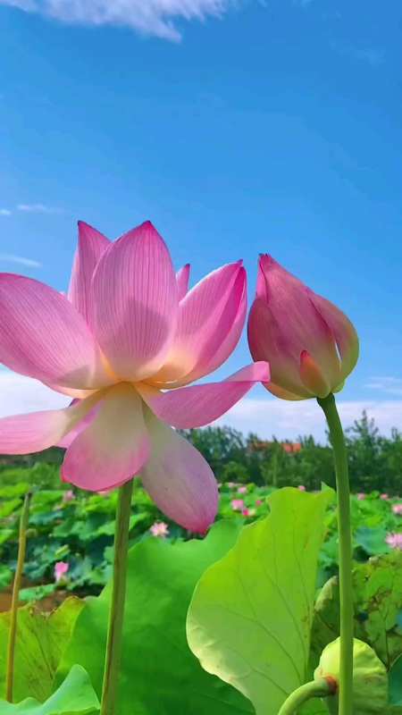 荷花在佛教中被称为佛花被视为清净超越凡尘的象征