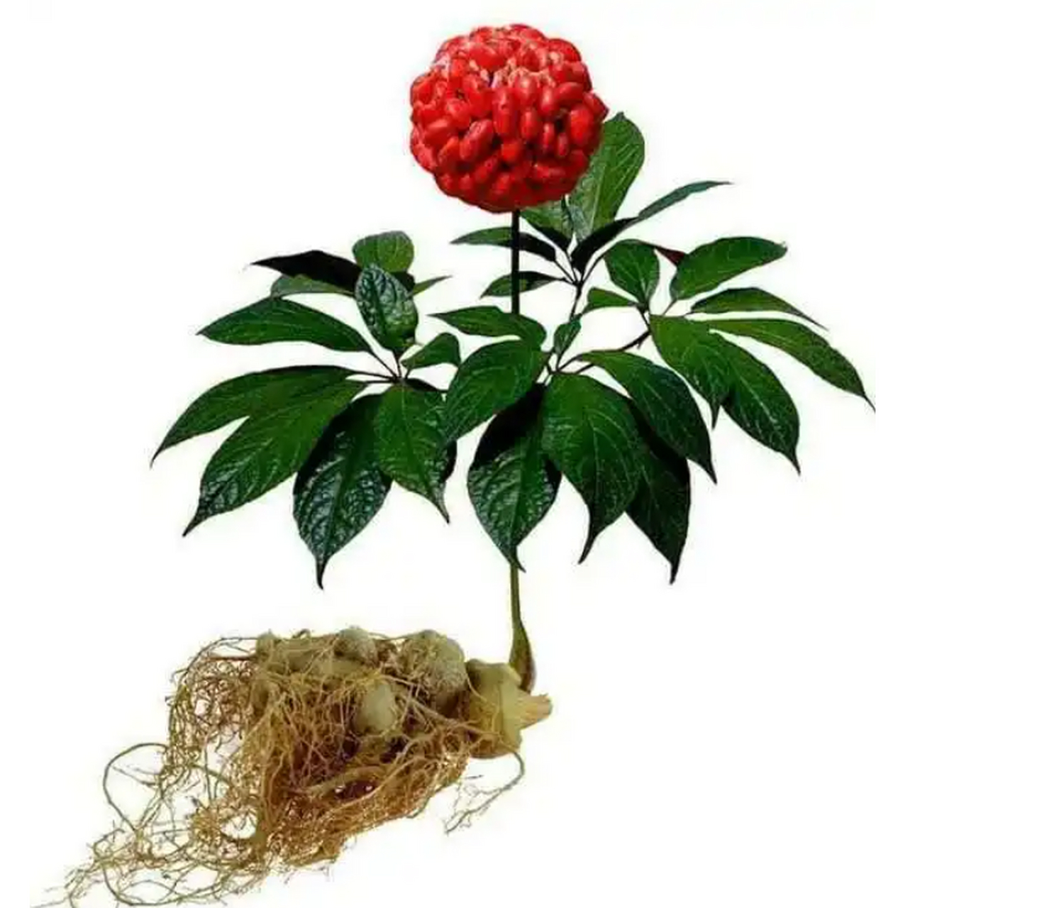 三七,又称金不换,是一种多年生直立草本植物,原产于中国,主要分布在