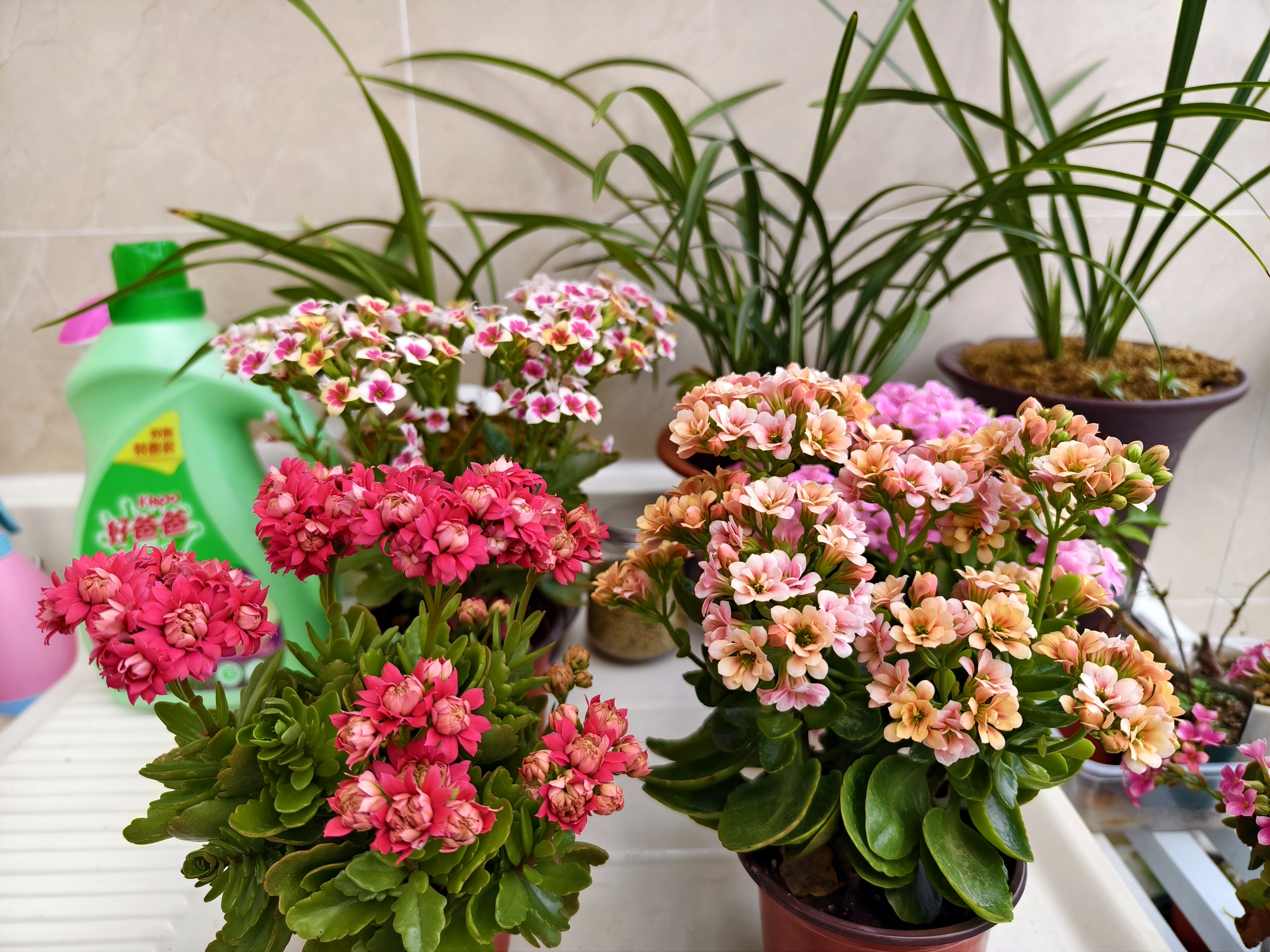 香槟色重瓣长寿花百赛特:花色温馨高贵,花型漂亮雅致,花量大!