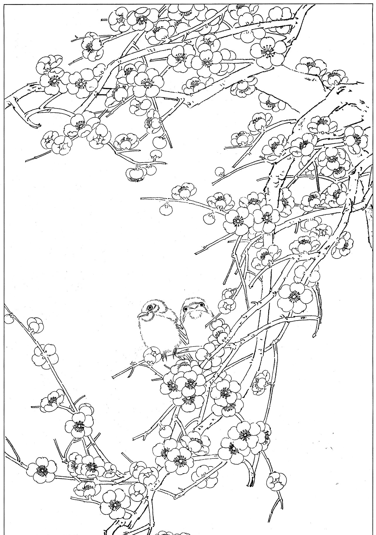 工笔梅花白描梅花白描图片工笔梅花白描图片梅花画画梅花黑白画画梅花