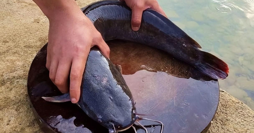 沙漠甲鲶的生存能力有多强出生在沙漠还能自己爬行去找水源