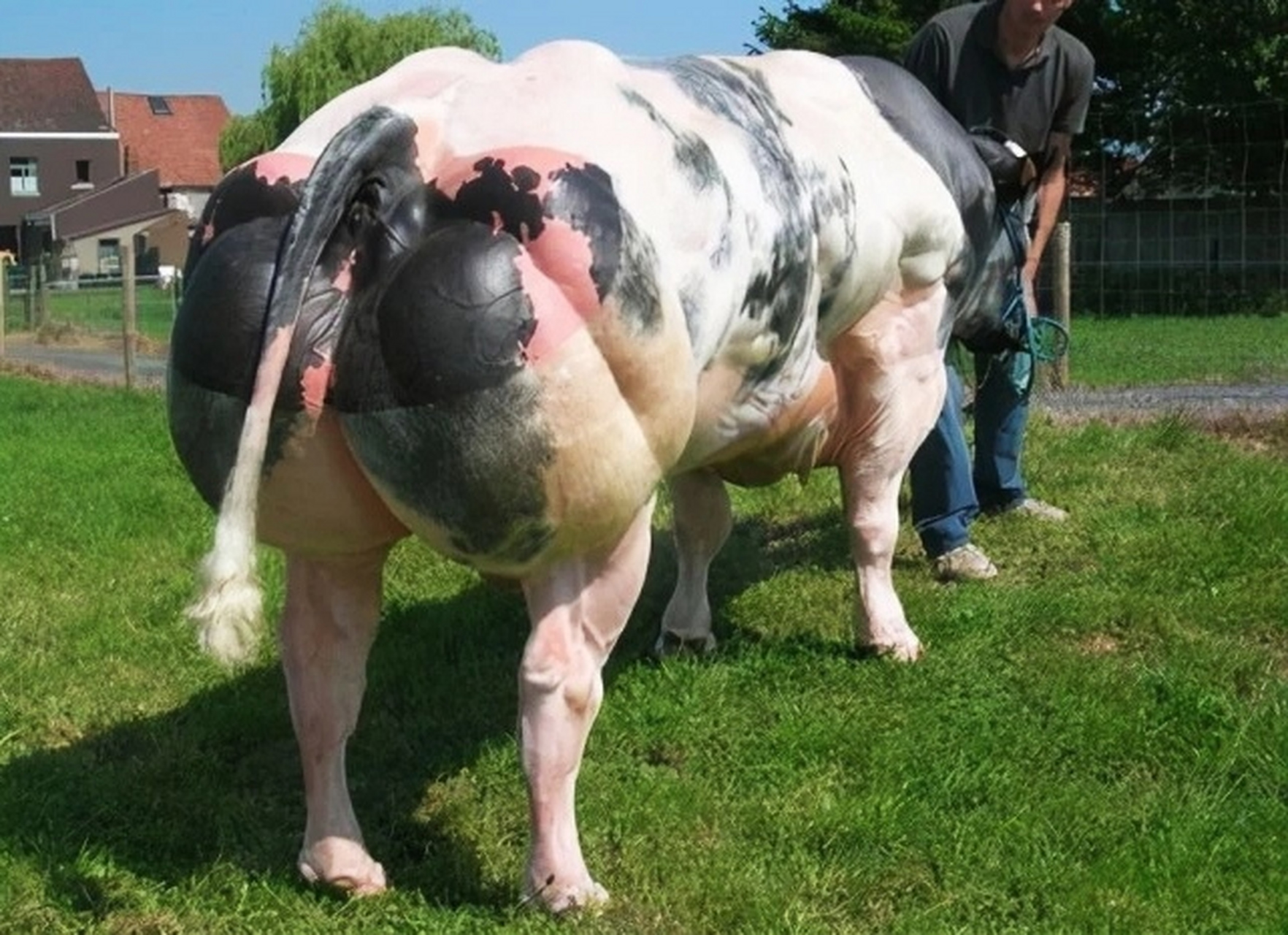 比利时蓝牛:力与美的完美结合  在众多牛种中,比利时蓝牛以其独特的