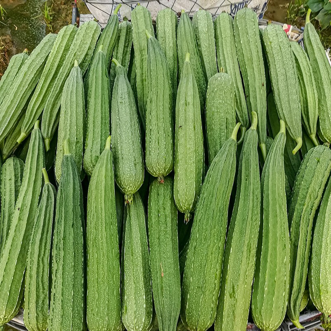 八角丝瓜与普通丝瓜在外观,营养价值和口感上均有明显区别. 2.