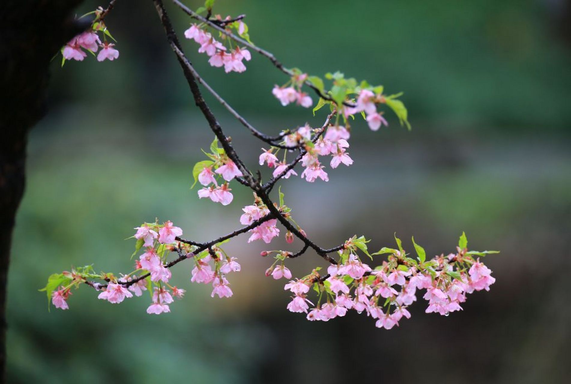 近日,杭州植物园早樱绽放,冻雨凝结在樱花上,使花朵看起来更显晶莹