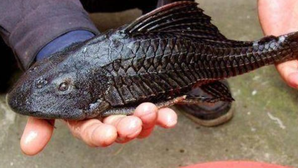 沙漠甲鲶的生存能力有多强出生在沙漠还能自己爬行去找水源