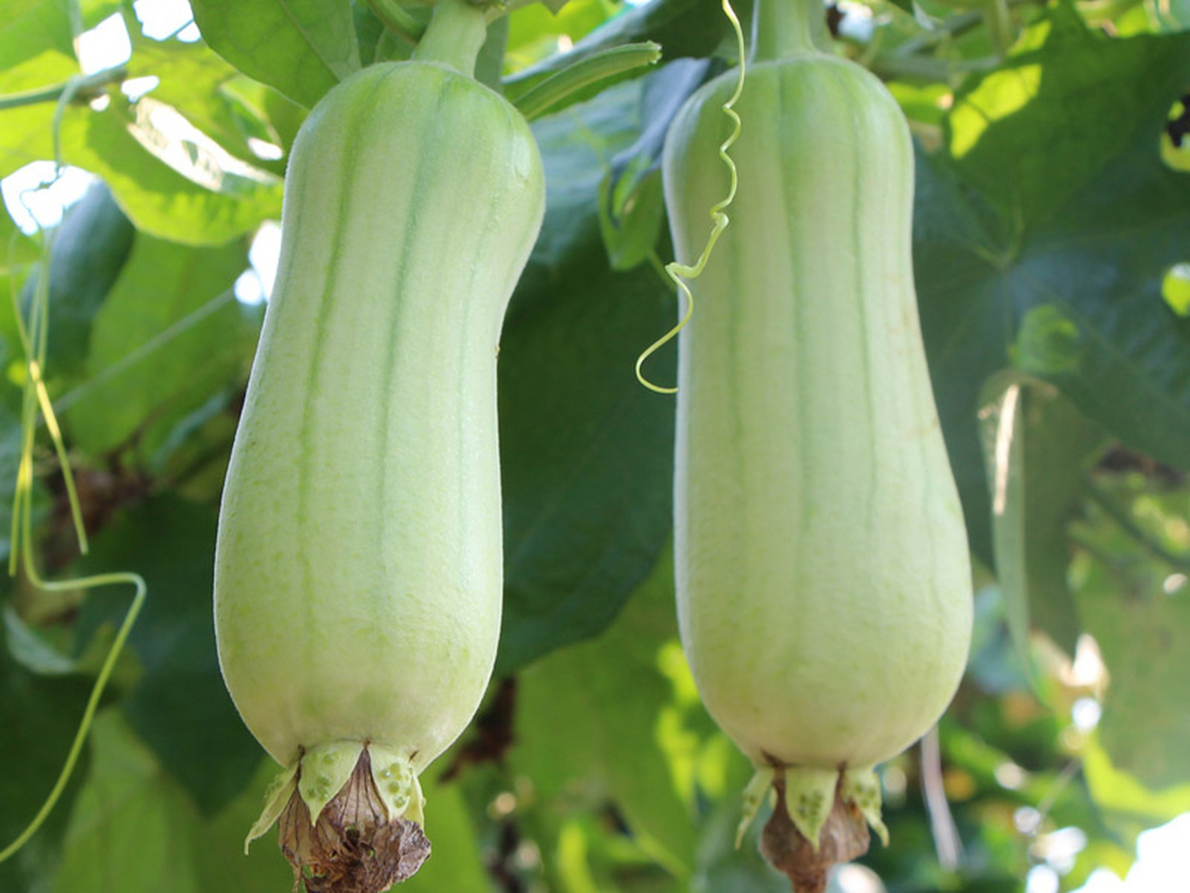 3.普通丝瓜相比逊色.八角丝瓜价格亲民,值得购买.