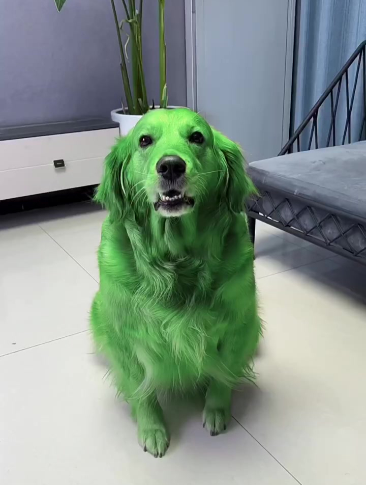 狗狗尿液偏绿色图片