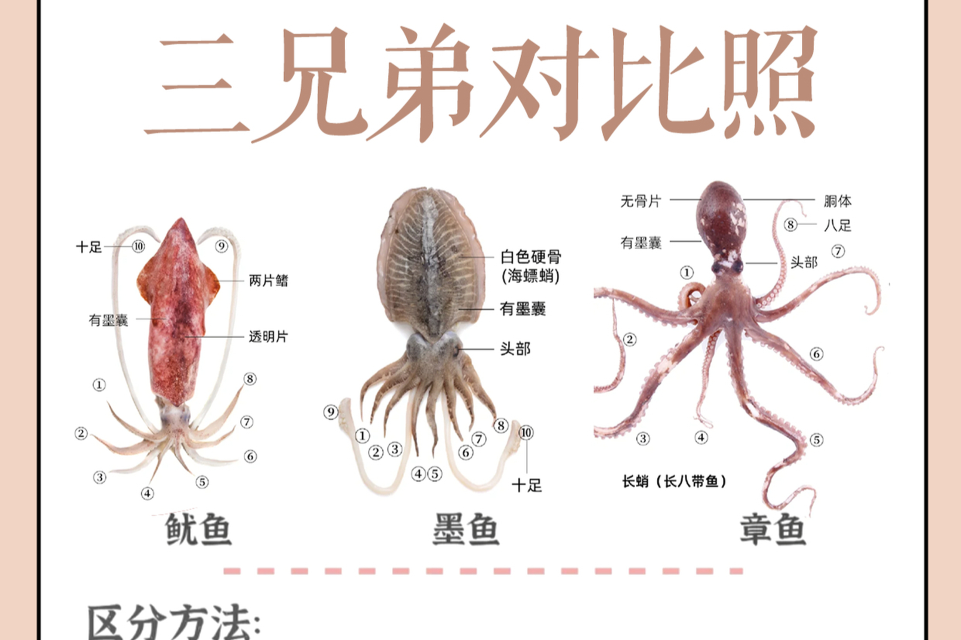章鱼可烤制,墨鱼可做墨鱼汁意面,鱿鱼可炒制.[原文:铁板三兄弟!