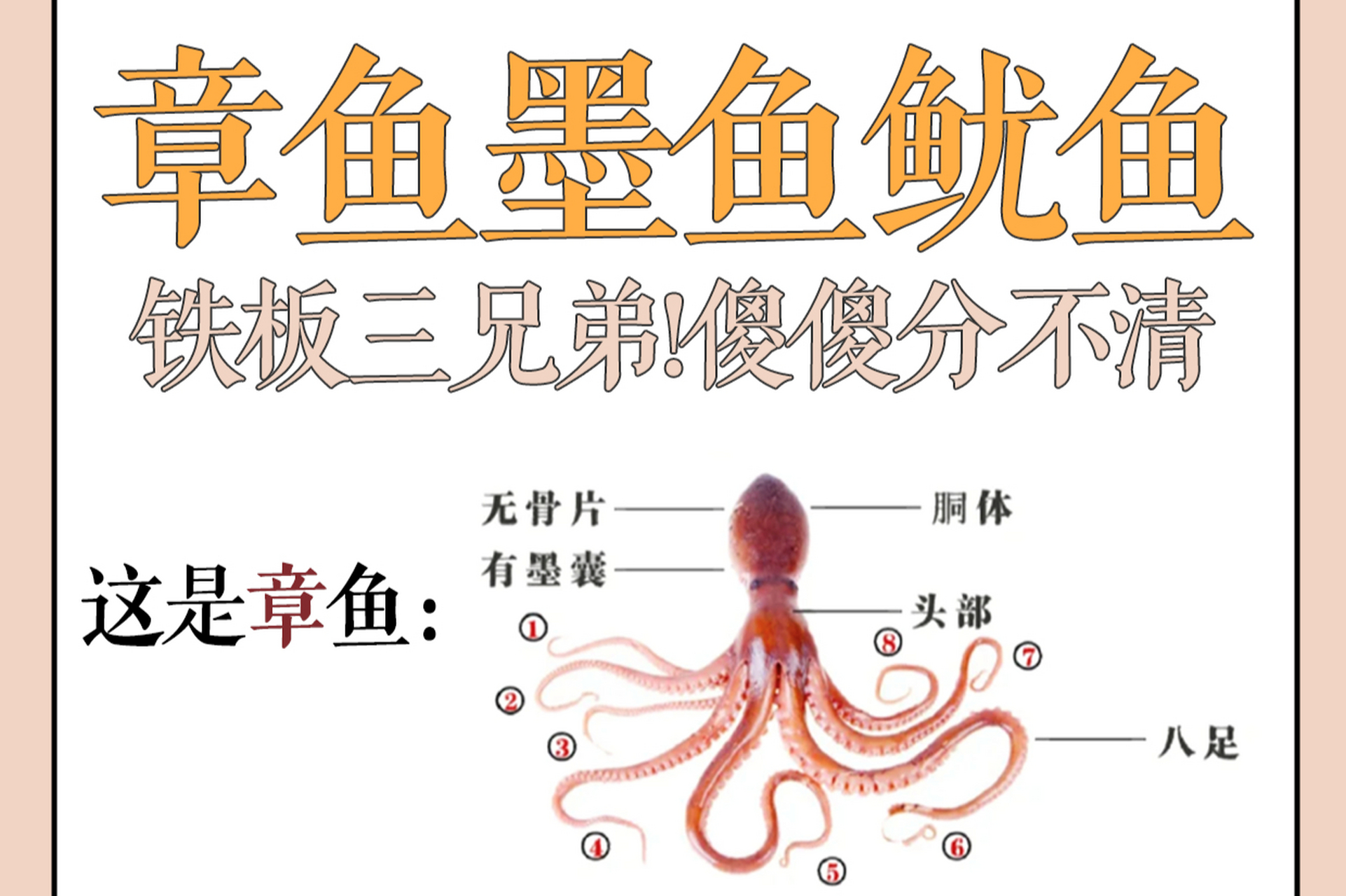 章鱼,墨鱼和鱿鱼的区别方法包括身体结构,外观形状,生活习性和品尝