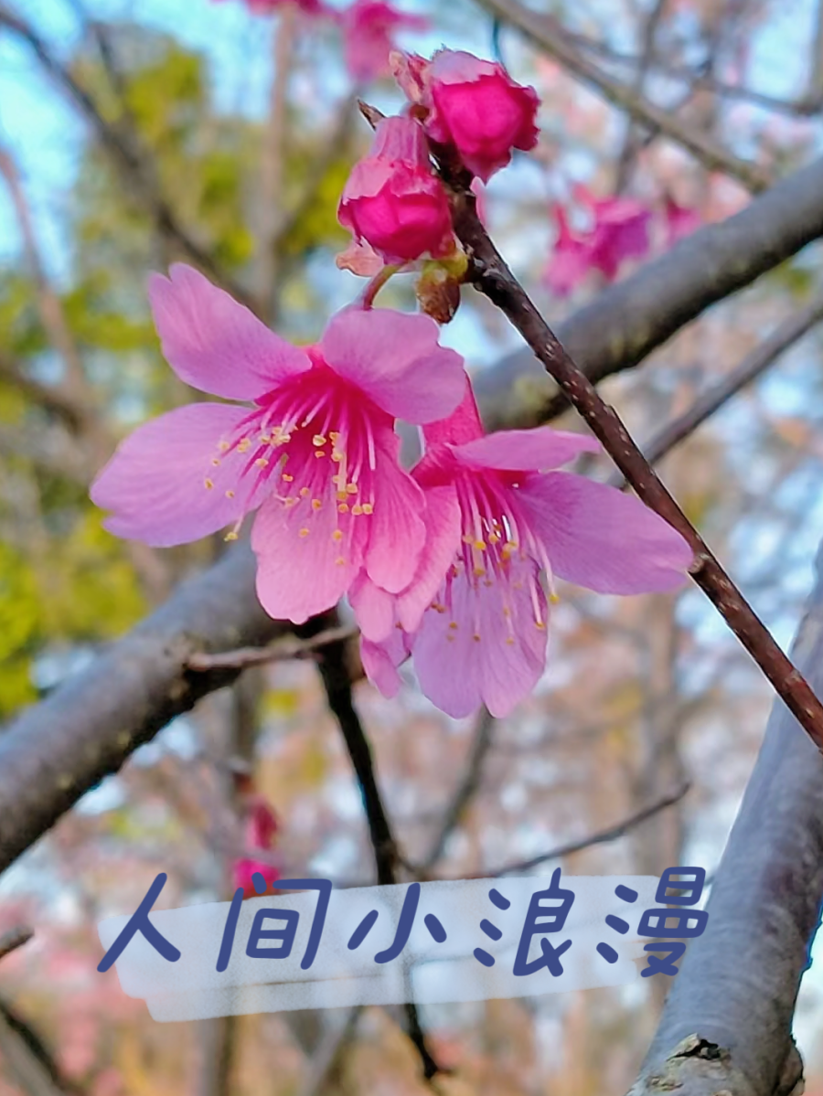 春日韶华丨在韶关我想和你做的一些浪漫小事