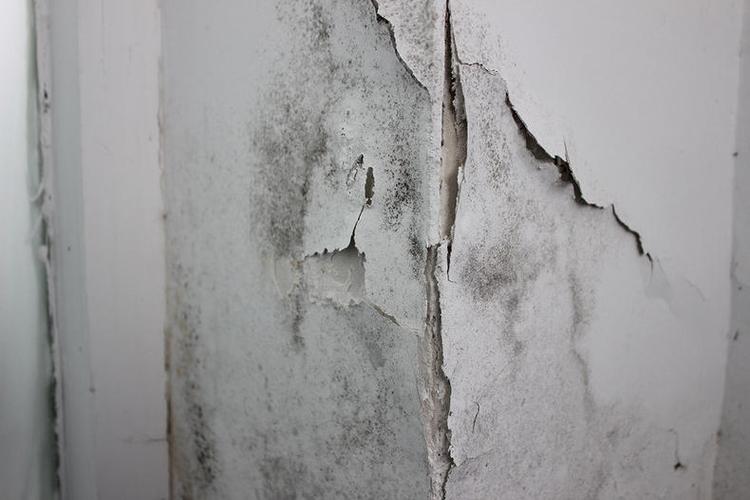 墙面又"发霉了"!老保姆教你个方法,不用费力擦,霉菌自动溶解