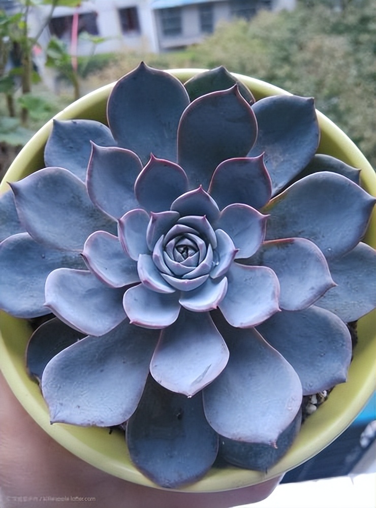 多肉新手入门——认识多肉"蓝石莲":  蓝石莲以其独特的魅力,成为了