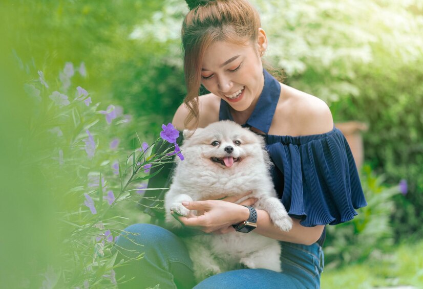 博美犬和主人合照图片