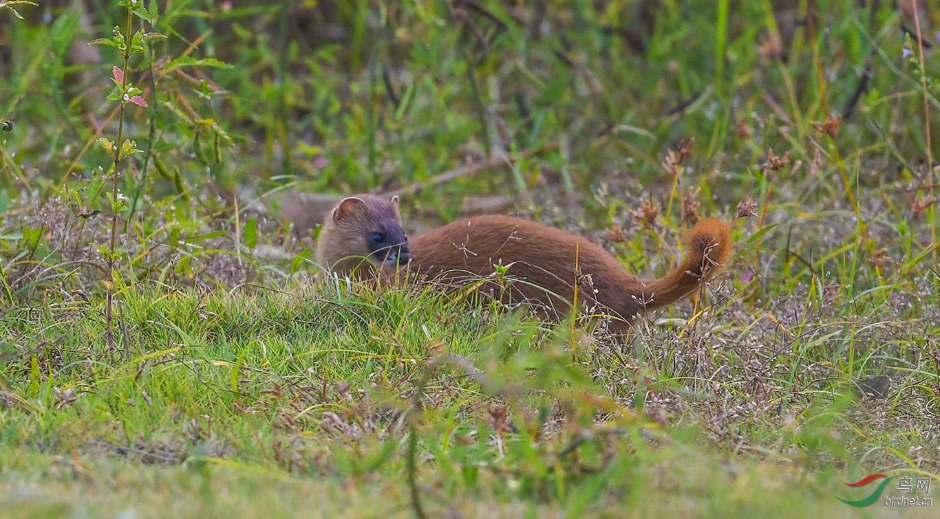 回顾:黄鼠狼全身都是宝,却根本没人敢养?养殖户称它可不好伺候