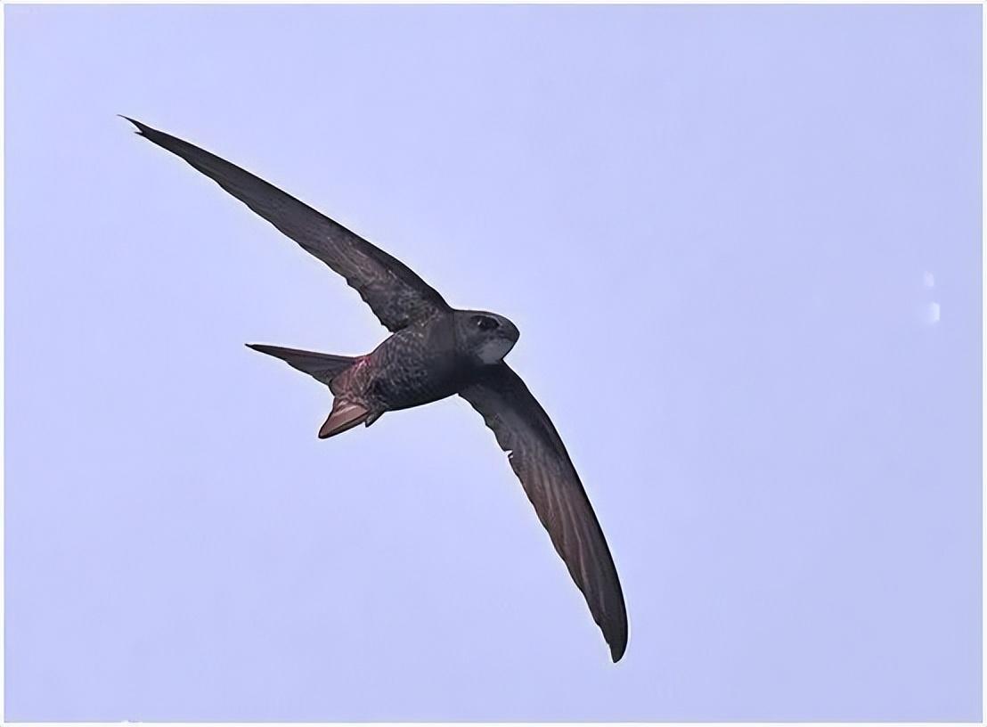 回顾:飞行很快的小鸟,速度平时为170kmh,尖尾雨燕有什么特别?