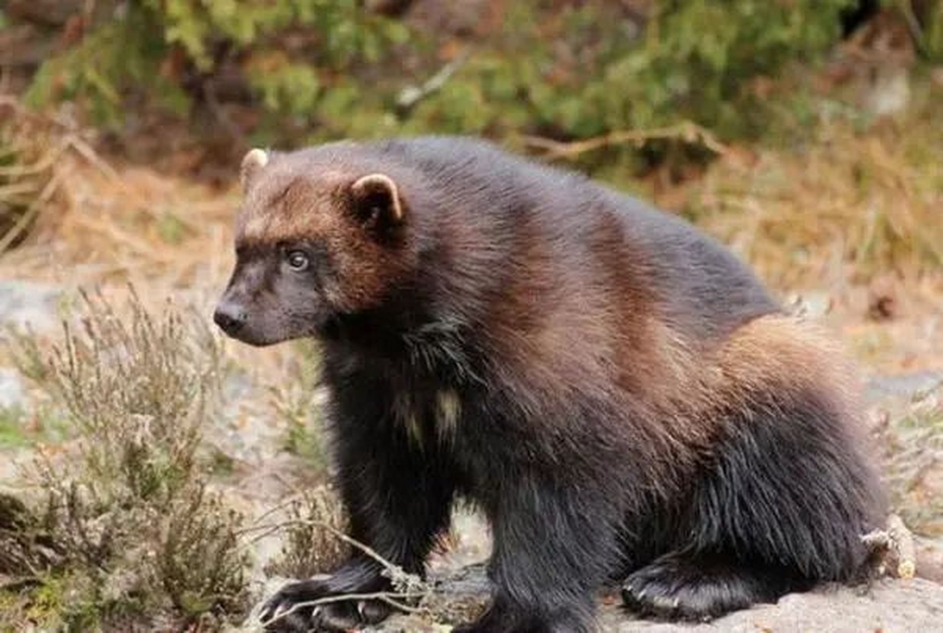 在大兴安岭深处,生活着一种勇敢坚韧的动物——貂熊,它们拥有独特的