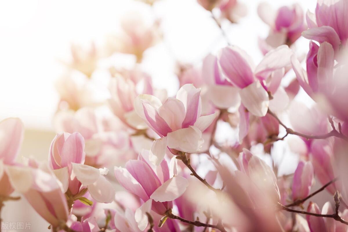 望春解春情皎皎玲珑心望春花丹霞生浅晕清露作芳尘