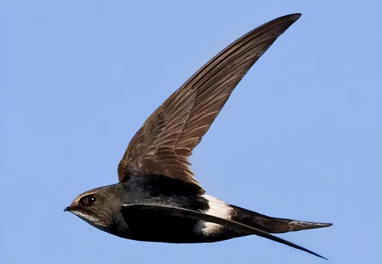 回顾:飞行很快的小鸟,速度平时为170kmh,尖尾雨燕有什么特别?