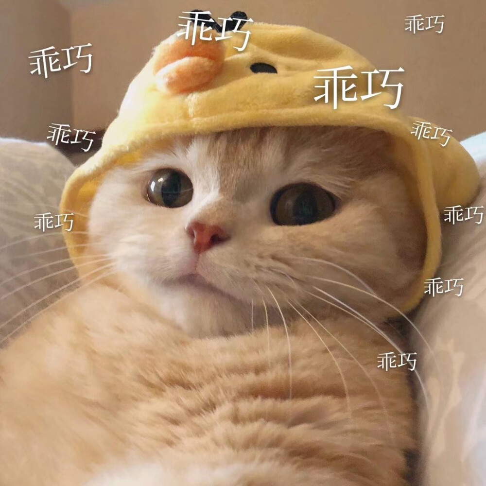 来报恩的猫咪