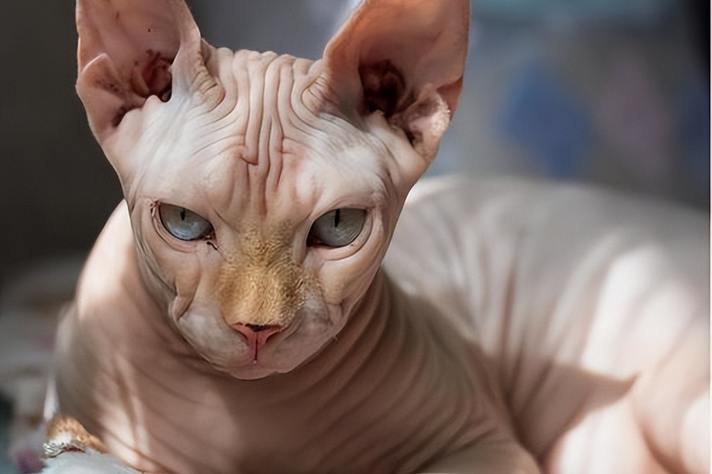 狸花美短暹罗好~身体棒还乖巧~~[原文:养猫久后才明白,养猫一定.