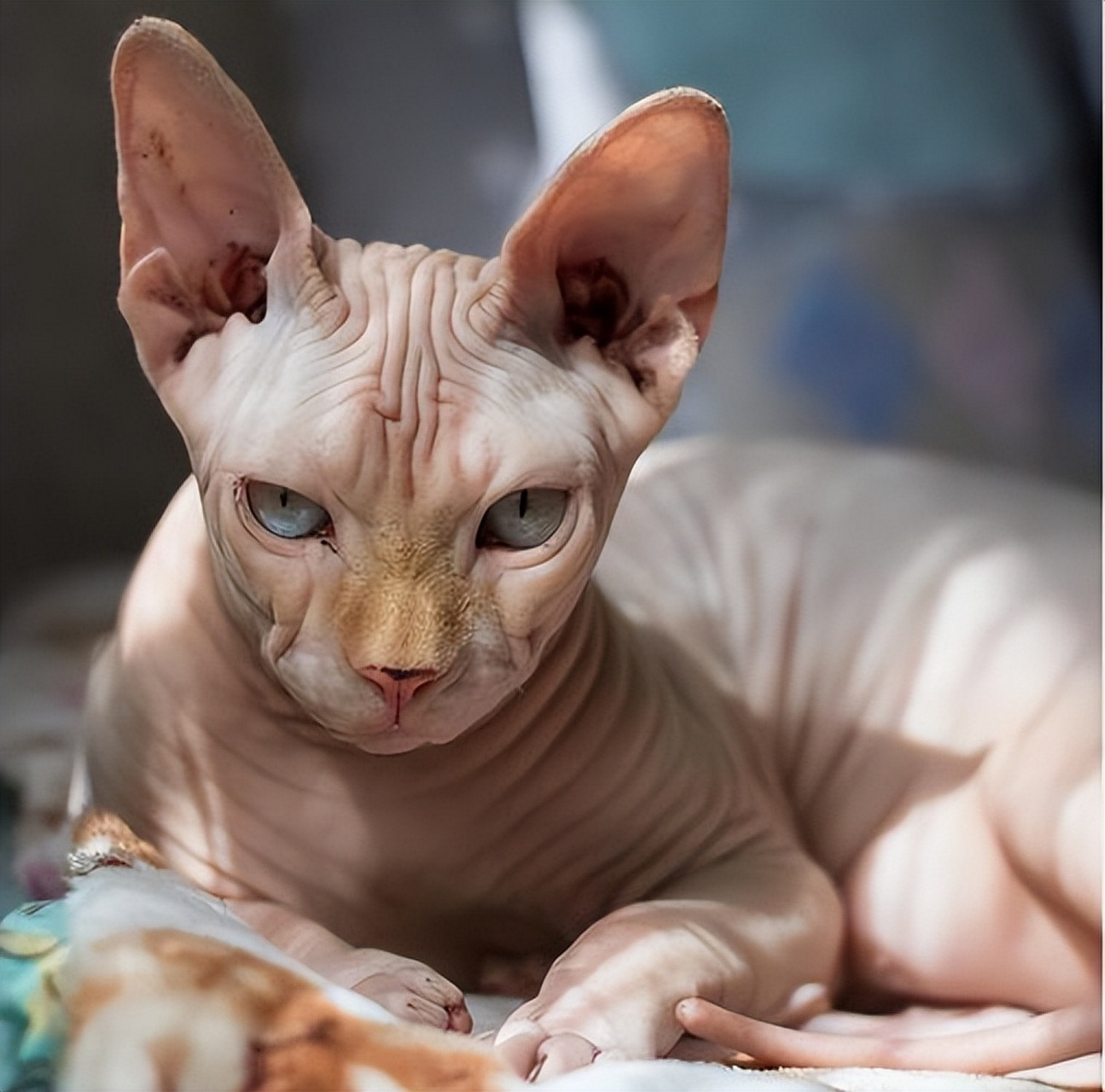 狸花美短暹罗好~身体棒还乖巧~~[原文:养猫久后才明白,养猫一定.