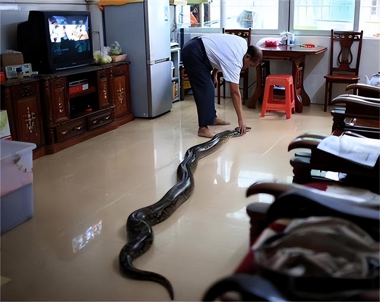 纪实海南巨蟒为报恩甘愿当保姆与主人同眠结果如何