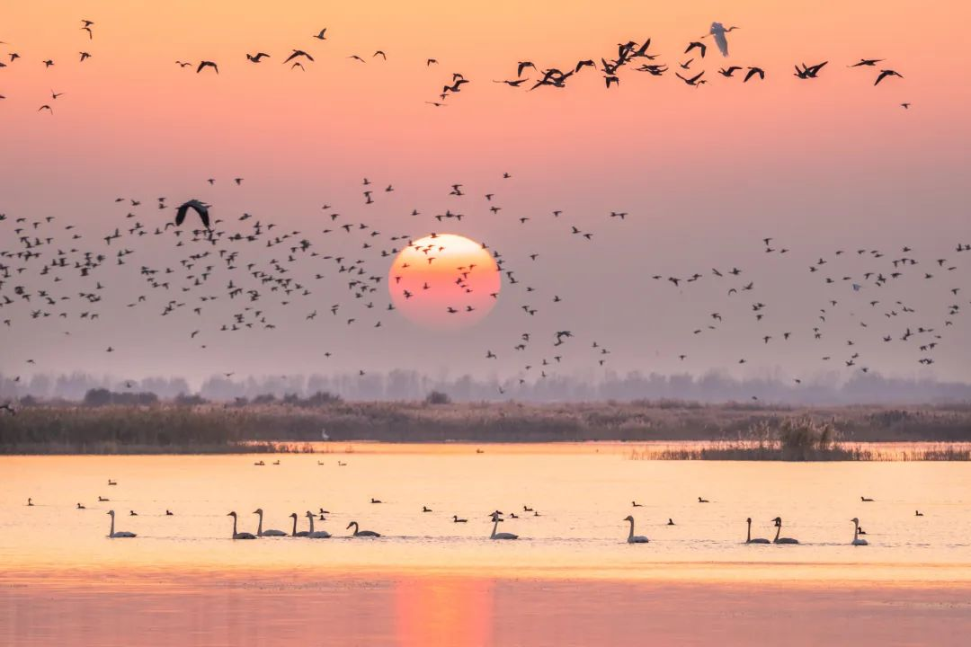 色彩东营丨2024年代表色发布一起感受东营柔和桃色的温柔