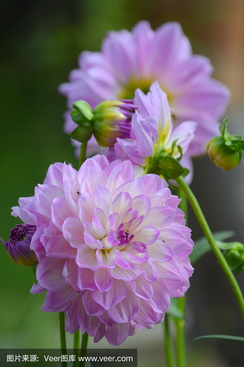 大丽花养护注意这5点,一年能开3次花