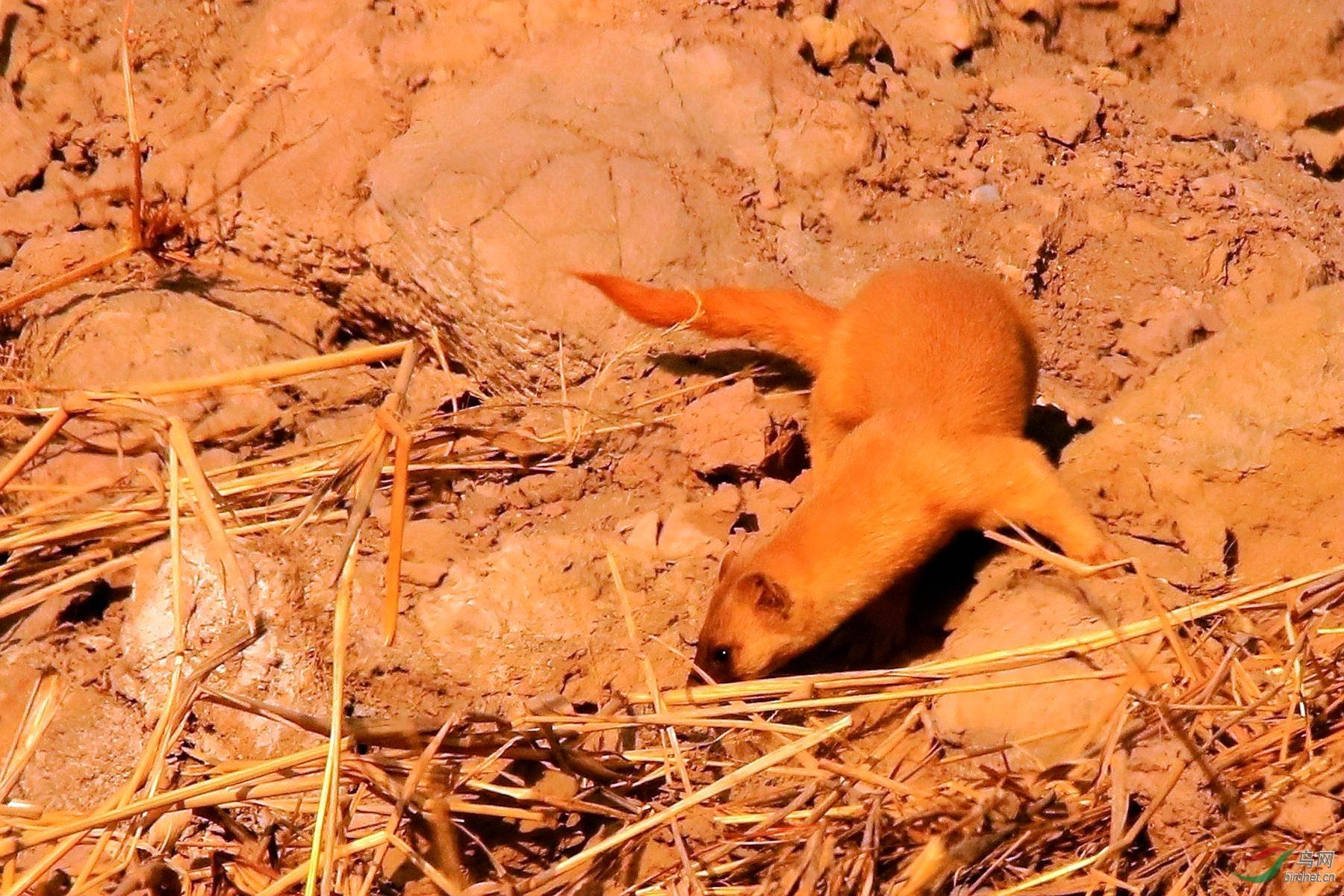 回顾:黄鼠狼全身都是宝,却根本没人敢养?养殖户称它可不好伺候