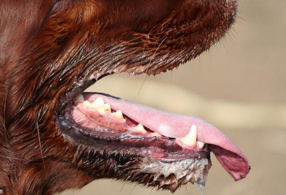 狂犬病的前兆图片