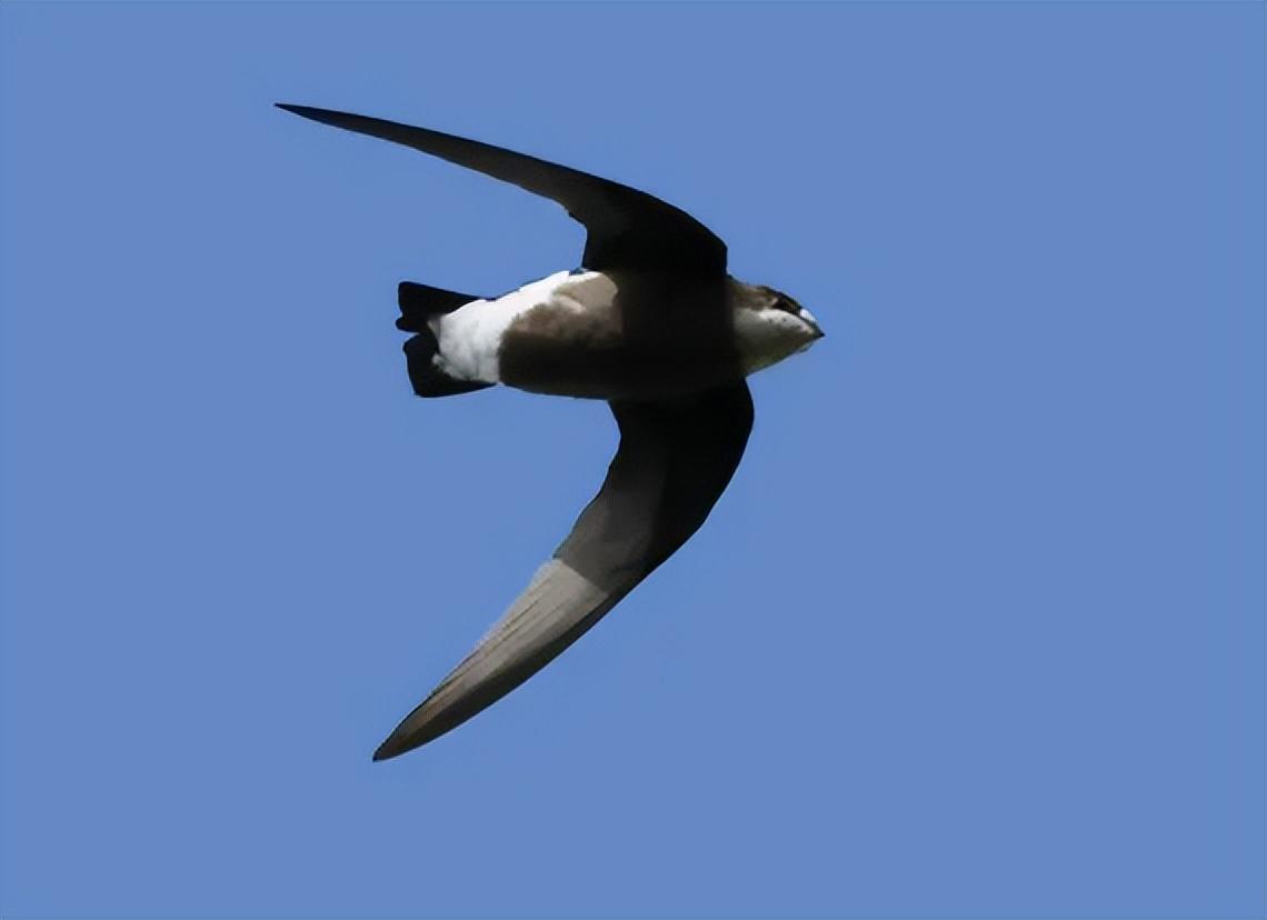 回顾:飞行很快的小鸟,速度平时为170kmh,尖尾雨燕有什么特别?