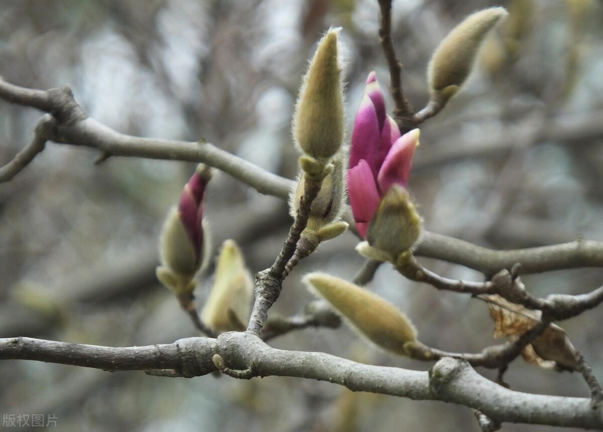 望春解春情皎皎玲珑心望春花丹霞生浅晕清露作芳尘