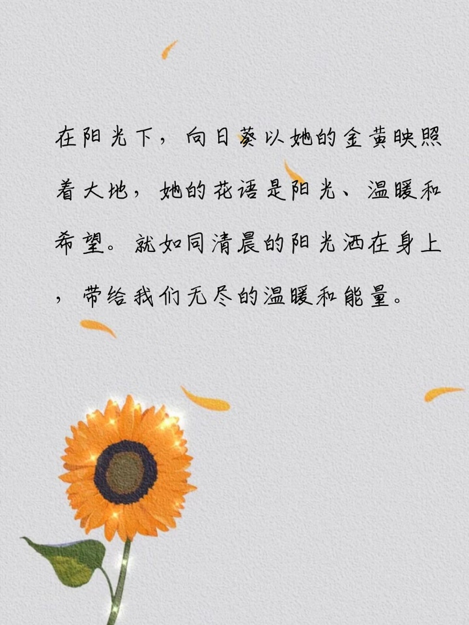 带文字的向日葵 花语图片