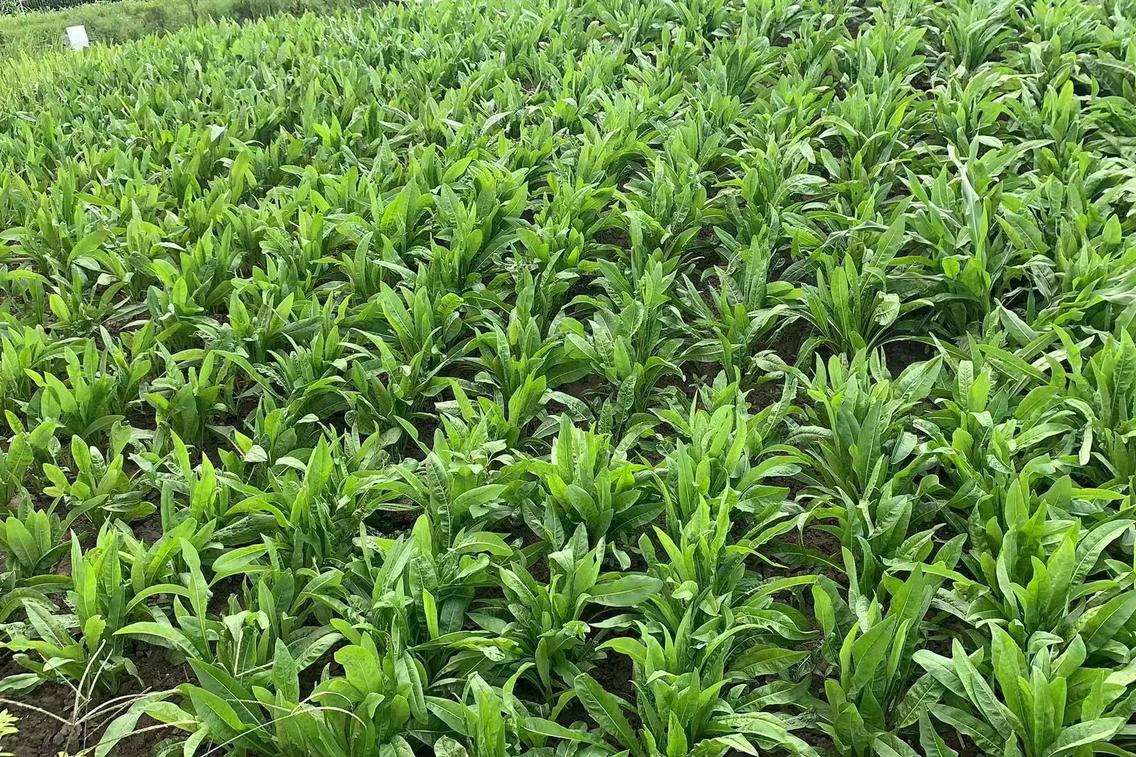 大叶菊苣能养鱼吗?种植一次收割多年生,营养均衡,适口性好