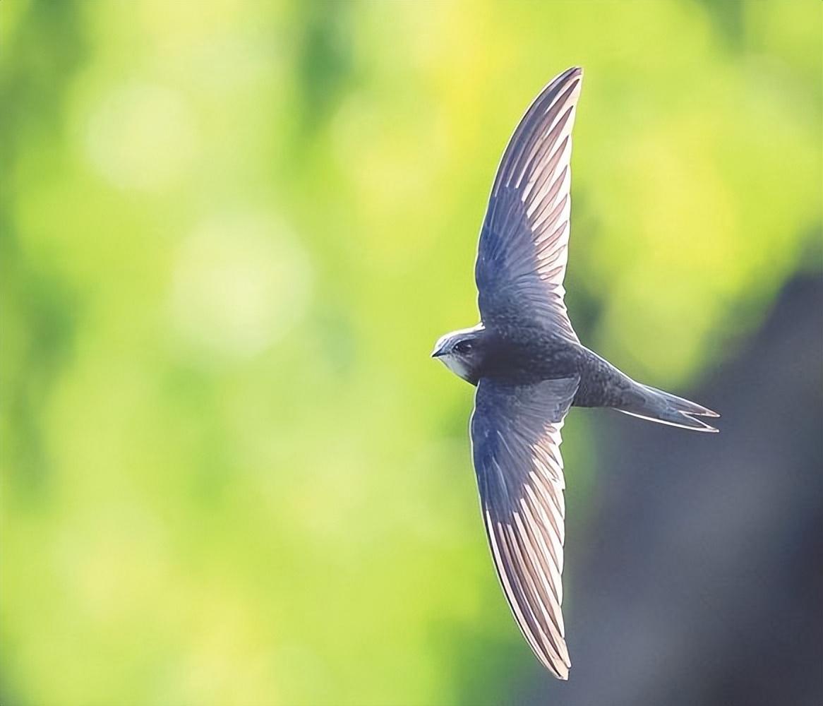 回顾:飞行很快的小鸟,速度平时为170kmh,尖尾雨燕有什么特别?